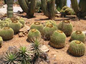 Botani Cactus.