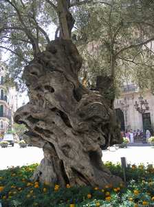 Palma de Mallorca. Олива.
